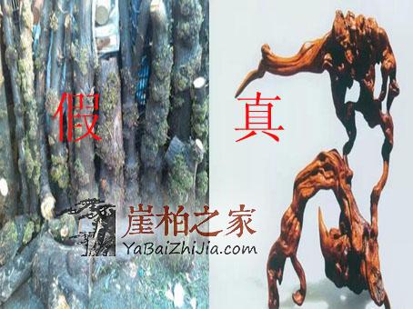 长知识了,原来崖柏是这样挑选的?-4