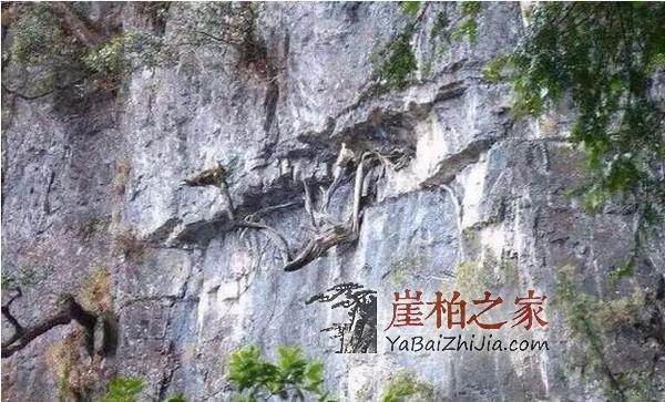 长知识了,原来崖柏是这样挑选的?-5