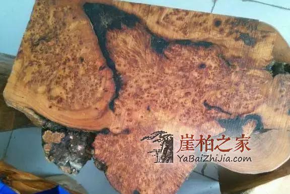 崖柏知识|太行料,川料,藏料该怎样区分,不想被商家忽悠的赶紧-3