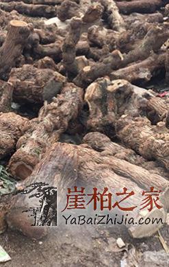 崖柏干货知识:教你如何区分崖柏的真假-3