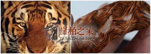 虎皮纹,一直是崖柏界霸气的存在!-1