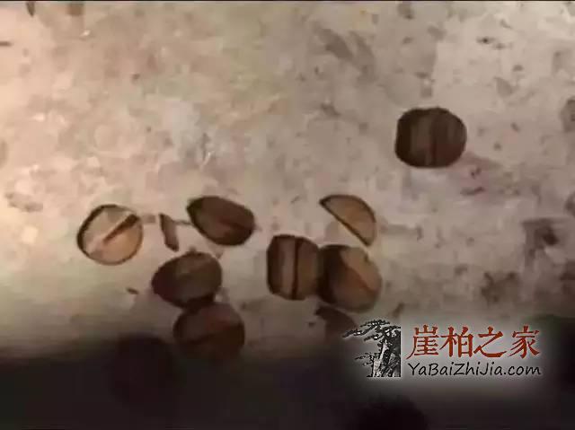 崖柏骗局 之 “泡”制崖柏黑油素珠-5