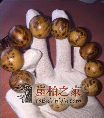 内蒙古乌拉山崖柏,你听说过吗?
