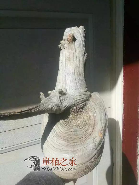 给别墅豪车都不换的崖柏,到底什么样?-2
