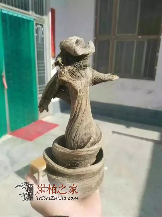 给别墅豪车都不换的崖柏,到底什么样?-4