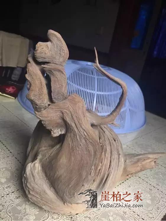 给别墅豪车都不换的崖柏,到底什么样?-3