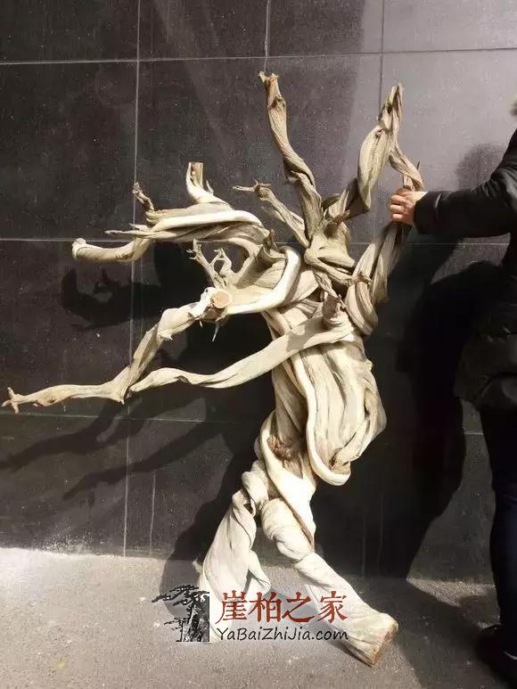 给别墅豪车都不换的崖柏,到底什么样?-5