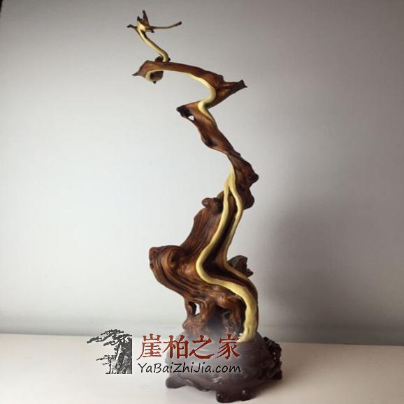 女人要嫁给爱崖柏的男人的5条理由,就服后一条-1