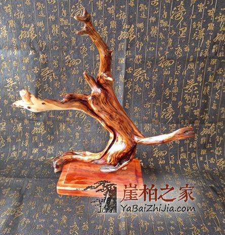 女人要嫁给爱崖柏的男人的5条理由,就服后一条-2