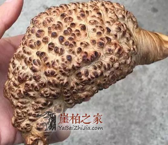 浑身是包的崖柏,被喊出了天价,这颜值欣赏不来-2