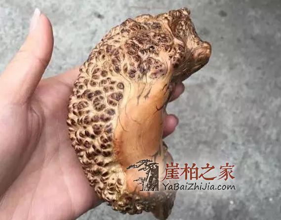 浑身是包的崖柏,被喊出了天价,这颜值欣赏不来-3