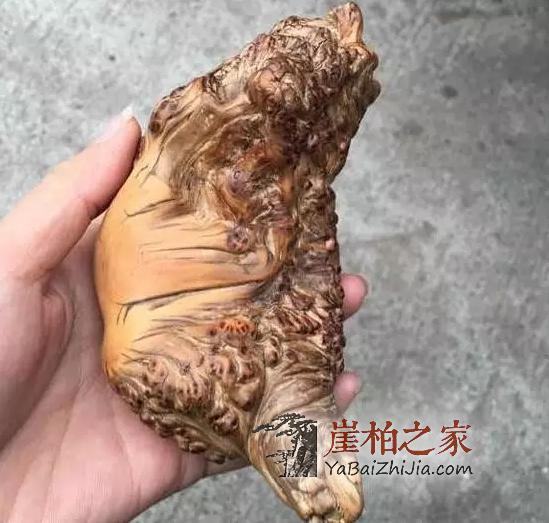 浑身是包的崖柏,被喊出了天价,这颜值欣赏不来-1