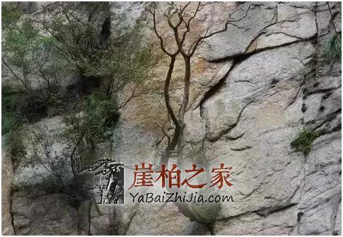 揭秘虐心的崖柏采挖过程,悬崖边无处落脚,背后就是深渊!-1