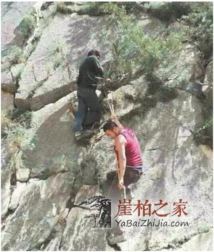 揭秘虐心的崖柏采挖过程,悬崖边无处落脚,背后就是深渊!-2