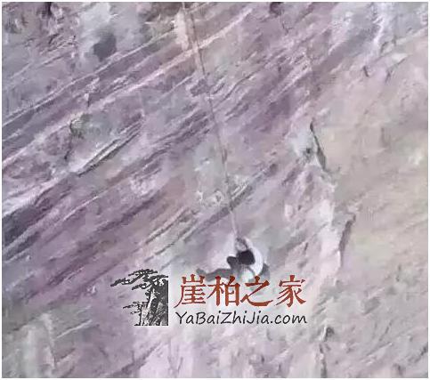 揭秘虐心的崖柏采挖过程,悬崖边无处落脚,背后就是深渊!-4