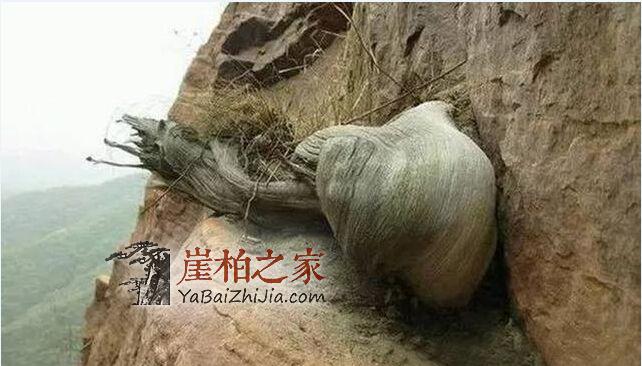 何谓崖柏坨坨料?-2