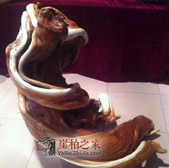 何谓崖柏坨坨料?-3