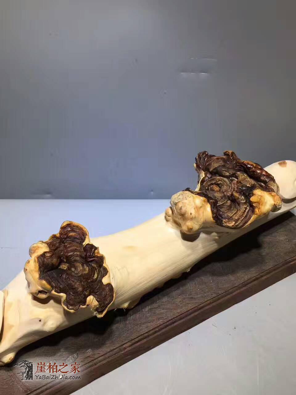正宗太行灵芝料雕刻工艺品《如意》寓意好适合把玩-7