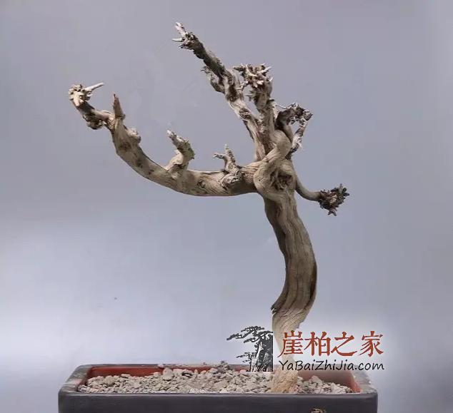 崖柏常识:崖柏火爆的几种料-3