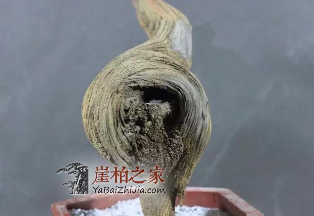 崖柏常识：崖柏火爆的几种料-4