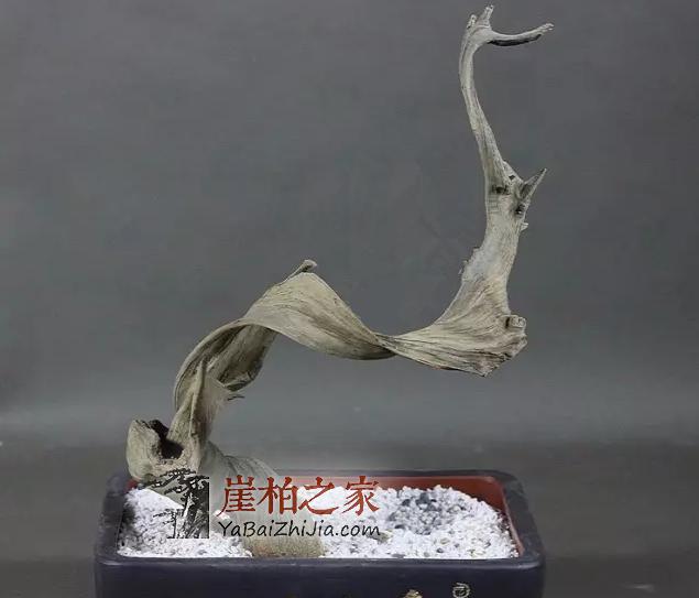 崖柏常识:崖柏火爆的几种料-5
