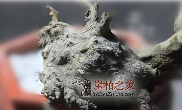 崖柏常识:崖柏火爆的几种料-7