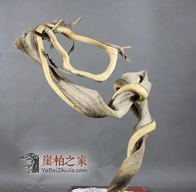崖柏常识:崖柏火爆的几种料-10