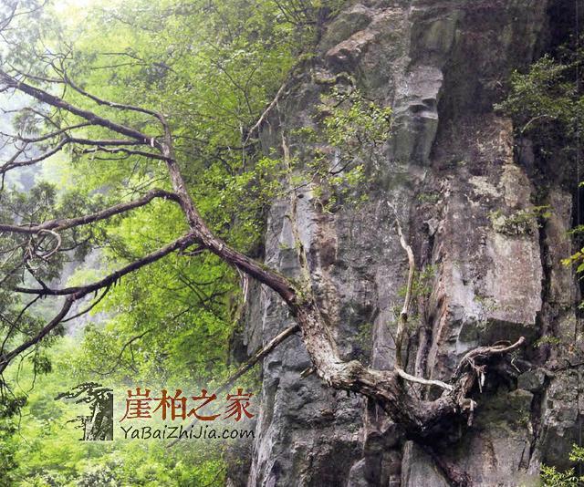 崖柏:悬崖上灭绝又现身的活化石-1