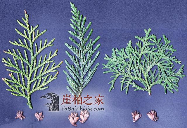 崖柏:悬崖上灭绝又现身的活化石-2