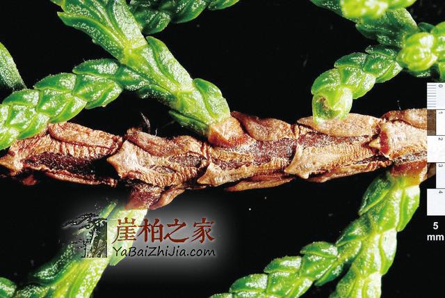 崖柏:悬崖上灭绝又现身的活化石-3