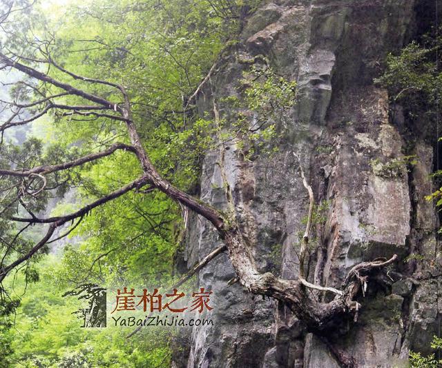 崖柏让人欲罢不能的迷人之处!-1