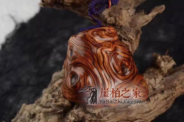为什么那么多人喜欢崖柏,原来因为它-6