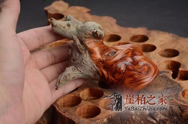 为什么那么多人喜欢崖柏,原来因为它-8