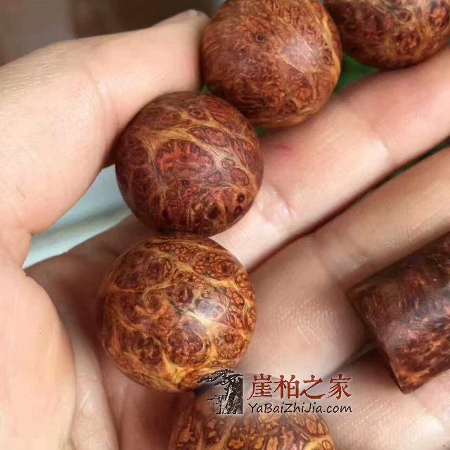 太行崖柏对人体的惊人养生功效,还不知道你就out了-1