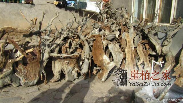 涨知识:崖柏为什么是太行的好?-2