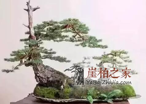 崖柏盆景该如何养护?