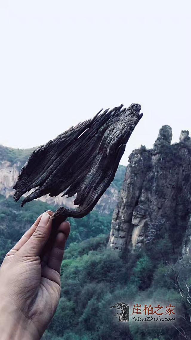文玩:太行崖柏功效,神奇之树-1