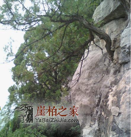 你知道怎么区分崖柏生料,老料,陈化料吗?-1