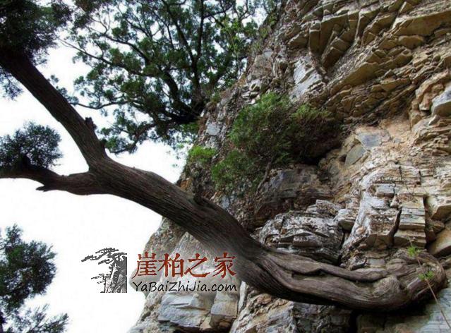 你知道怎么区分崖柏生料,老料,陈化料吗?-2