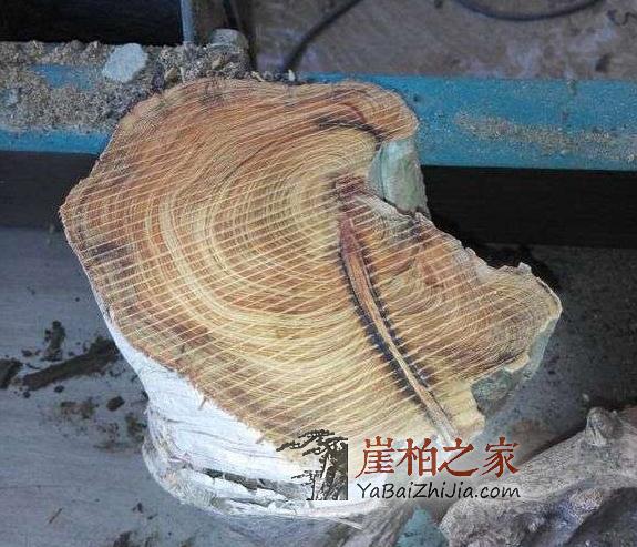你知道怎么区分崖柏生料,老料,陈化料吗?-8