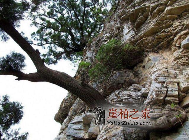 千姿百态品崖柏,百转千回悟人生-2
