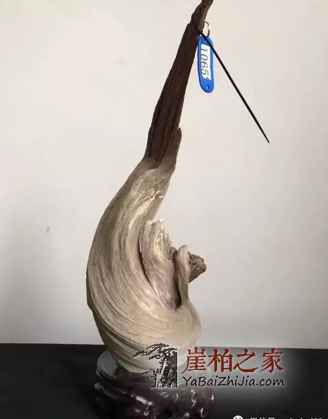 什么是崖柏的完整性?崖柏价值体现在哪里?