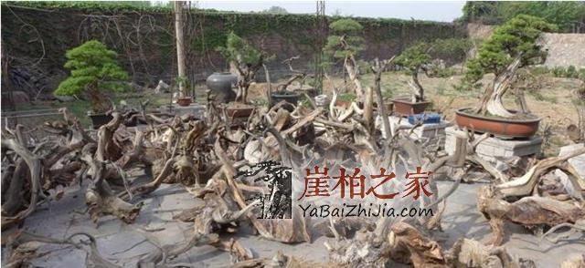 崖柏生料,老料,陈化料怎么分你知道吗-2