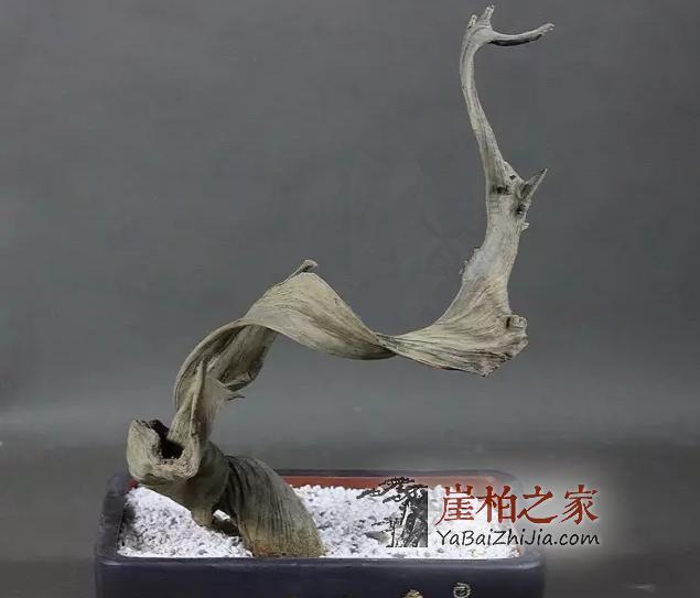 崖柏生料,老料,陈化料怎么分你知道吗-3
