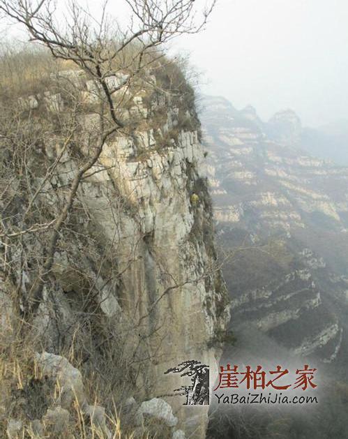 崖柏文化:崖柏的文化精神-1