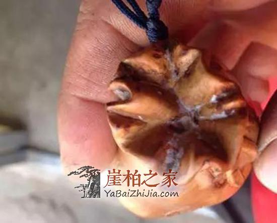 关于崖柏手串发霉的五种说法,哪种说法靠谱?-3