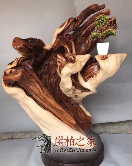 价格“太黑”?揭秘天价崖柏背后的秘密-1