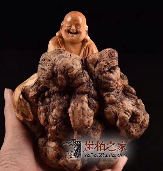价格“太黑”?揭秘天价崖柏背后的秘密-2