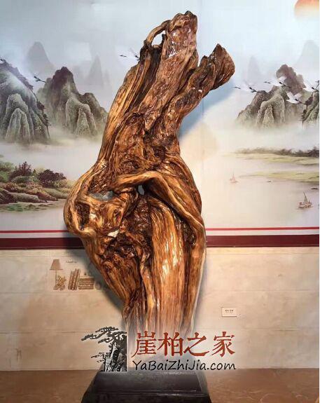 价格“太黑”?揭秘天价崖柏背后的秘密-4