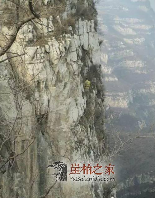 悬崖峭壁上最美的采摘人,脚下就是万丈深渊!-3